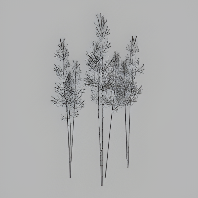 Group of Birch Trees (Snow)