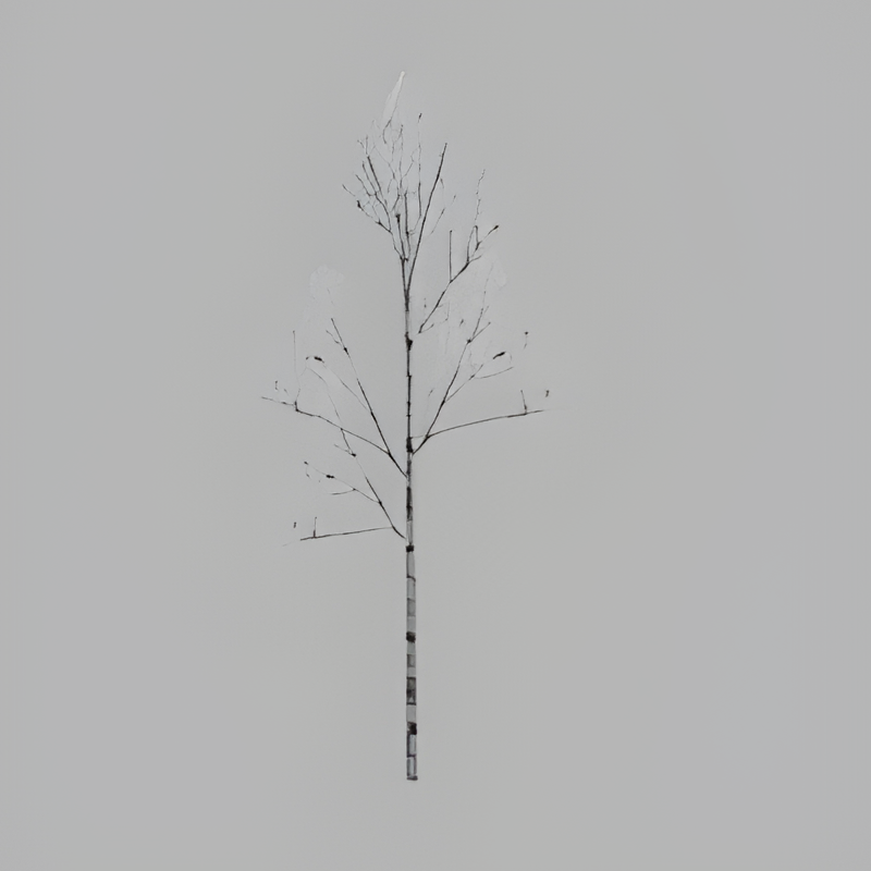 Birch Tree (Snow)
