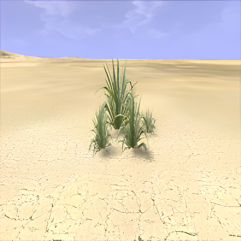Desert Yucca