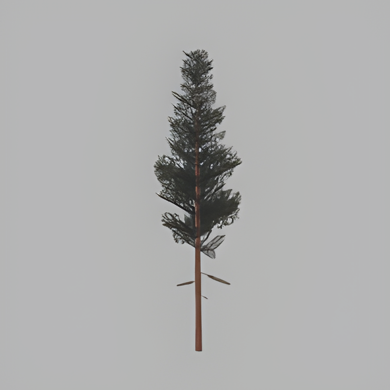 Tall Pine Tree
