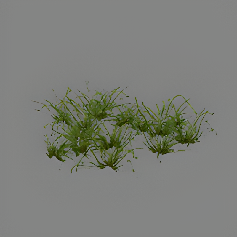 Grass #1