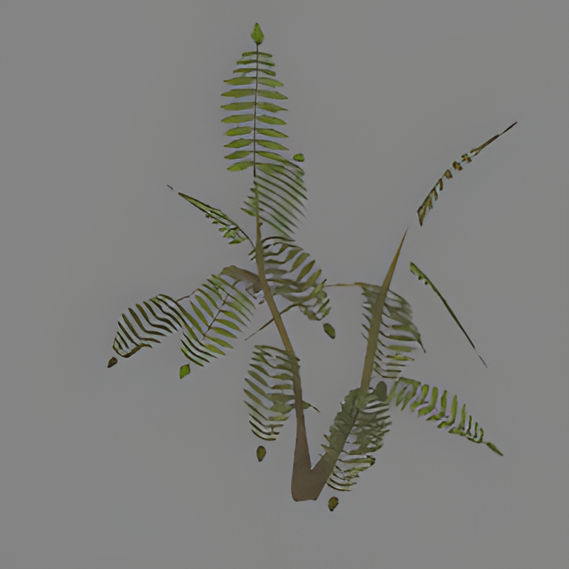Green Fern #2