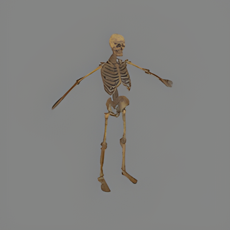 Skeleton