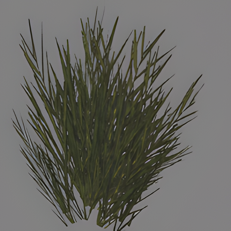 Water Weed (used for river banks)